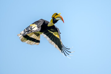 The bill and large hump are yellow. The face is black. The throat is white or yellowish-white. The body is black. The wings are black with a wide yellow stripe running down the middle of the wings.