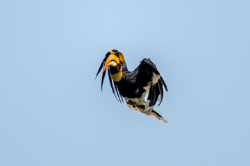 The bill and large hump are yellow. The face is black. The throat is white or yellowish-white. The body is black. The wings are black with a wide yellow stripe running down the middle of the wings.