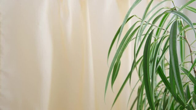 Light curtain material sways, moves gently with air current, tropical ficus Ficus Alii, binnendijkii on side, blurry moving organza, translucent tulle, background for Product, logo video showcase
