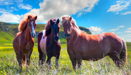 The Icelandic red horse is a breed of horse developed with rainbow - Iceland blooming Icelandic...