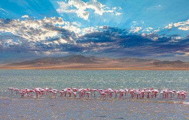 Group birds of pink African flamingos walking around the green lagoon - Wild African birds, Namibia 