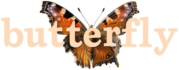 a butterfly sitting on a flower with the word butterfly in the background. transparent background png - obrazy, fototapety, plakaty