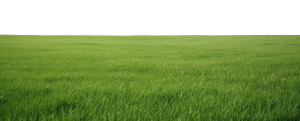 PNG  Outdoors horizon nature grass. 