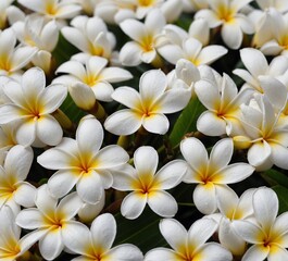 a bunch of white flowers with yellow centers and yellow petals