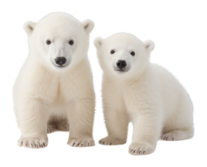PNG Baby polar bears wildlife animal mammal. 