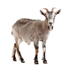Gray goat. Isolated on transparent background.