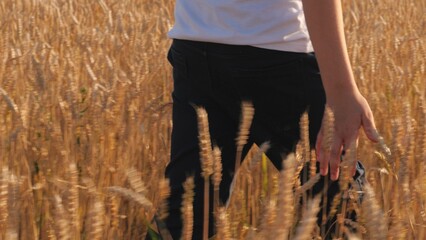 Unrecognizable teen boy hand touching yellow autumn spikelets of wheat at sunlight field closeup. Male teenager walking at seasonal meadow with mature plant relaxing freedom outdoor back side view - obrazy, fototapety, plakaty
