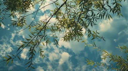 The branches of Salix Caprea extend upward aspiring towards the vast limitless sky embodying optimism and rejuvenation - obrazy, fototapety, plakaty