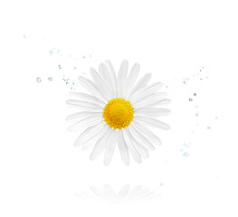 Chamomile flower isolated on white background. Camomile medicinal plant, herbal medicine and natural ingredient for skincare beauty products. - obrazy, fototapety, plakaty