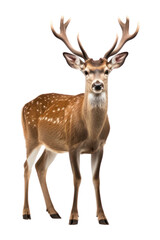 Naklejka na ściany i meble PNG Fallow deer wildlife animal mammal.