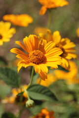 yellow flower in the garden