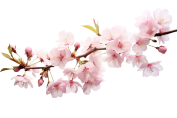 PNG  Cherry blossoms flower plant white. 