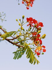 Selective focus colorful Delonix Regia flower in the sky background.Also called Royal Poinciana, Flamboyant, Flame Tree.Beautiful red flower in a garden.