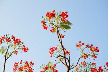 Selective focus colorful Delonix Regia flower in the sky background.Also called Royal Poinciana, Flamboyant, Flame Tree.Beautiful red flower in a garden.