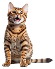 PNG Bengal cat animal mammal kitten.