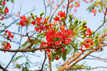 Selective focus colorful Delonix Regia flower in the sky background.Also called Royal Poinciana, Flamboyant, Flame Tree.Beautiful red flower in a garden.