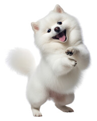 Fototapeta na wymiar PNG Happy smiling dancing dog mammal animal white.