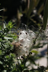 seed blowing in the wind