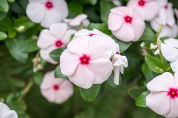 Fototapeta premium Beautiful blooming Pericuinkle flowers.