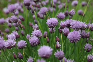 Lilac Chives flowers in the garden.