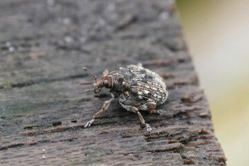 Closeup on a small European thousand-knot weevil beetle, Rhinoncus bruchoides living primarely from Polygonium or Brassica plants