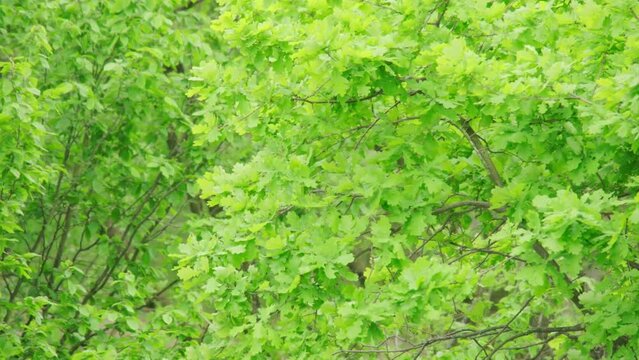 green European oak foliage swaying, Tree branch with leaves flutter in strong wind, stormy weather, Wind Gusts, natural blurred background, summertime season, natural, environmental concept