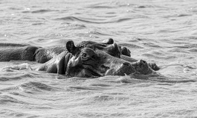 Hippopotamus