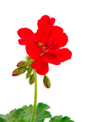 Beautiful geranium flower.
