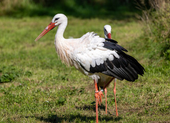 Two white storks stand in a meadow