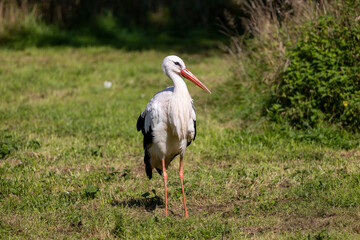 a white storks stand in a meadow