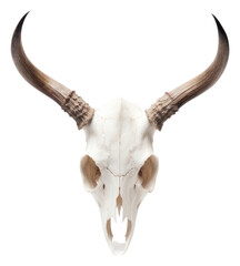 Fototapeta premium PNG Wildlife animal mammal white.