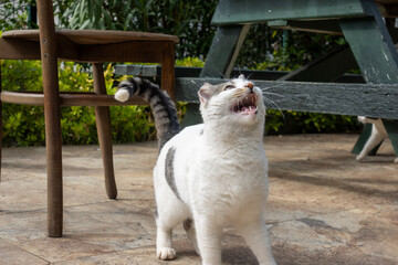 Happy cats on the terrace of a residential building in green surroundings