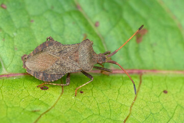 Closeup on the EUropean common dock bug, Coreus marginatus sitting on a green leaf