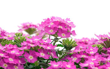 Verbena isolated on a white background.