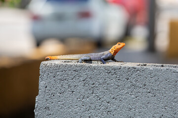 Peter's rock agama lizard on fence.