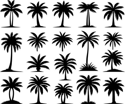 Set de palmiers tropicaux, silhouette noir sur fond transparent