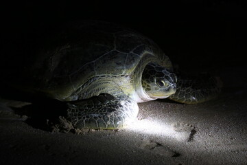 Green turtle lays eggs on the beach of Ras Al Jinz in Oman