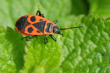 Closeup on a colorful sap-sucking red firebug or soldierbug, Pyrrhocoris apterus, sitting on a green leaf