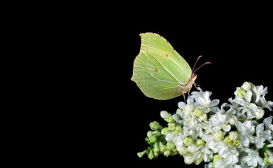 bright yellow butterfly on a white flowers. butterfly on lilac flowers in dew drops isolated on black. brimstones butterfly. copy space - 787354587