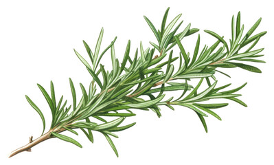 PNG Rosemary plant herbs white background.