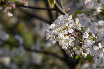 Natural bokeh of garden with close-up photography of white cherry blossoms in spring.