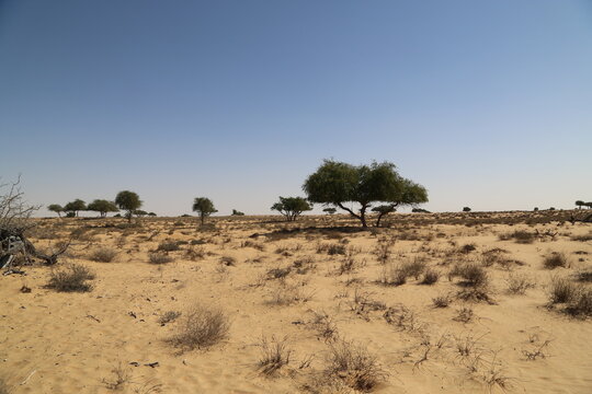The Wahiba Desert in Oman