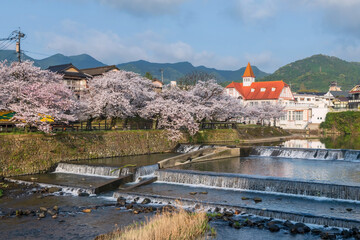 Siebold no Yu and sakura cherry tree by river at Ureshino, Saga - obrazy, fototapety, plakaty