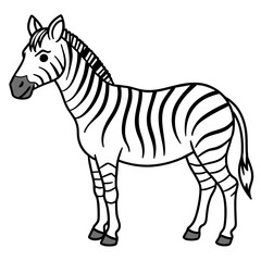 zebra vector illustration