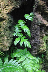 fern in the forest
