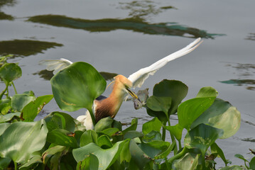 Beautiful nature but hidden with cruelty. Documentry Javan pond heron or Ardeola speciosa hunting, killing and eating fish dy hiding in the water hyacinth bush floting on the river. 
