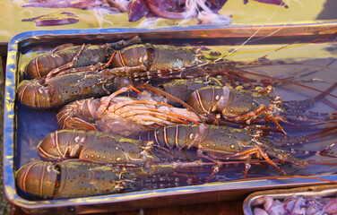 Lobsters for sale on the coast of the Arabian Sea in Oman