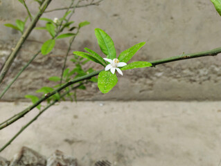 white lemon flower with green leaves