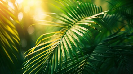 Illustration of Palm Fronds Backdrop with Warm Summery Hues. Text Space