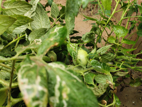young green unripe tomato fruit in green leaves, raindrops on the tomato plant